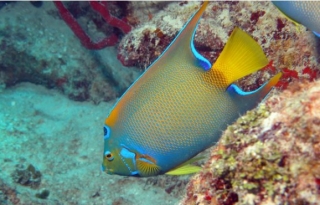 Peces de coloternera